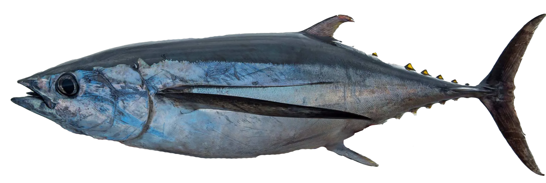 Photo of Albacore Tuna