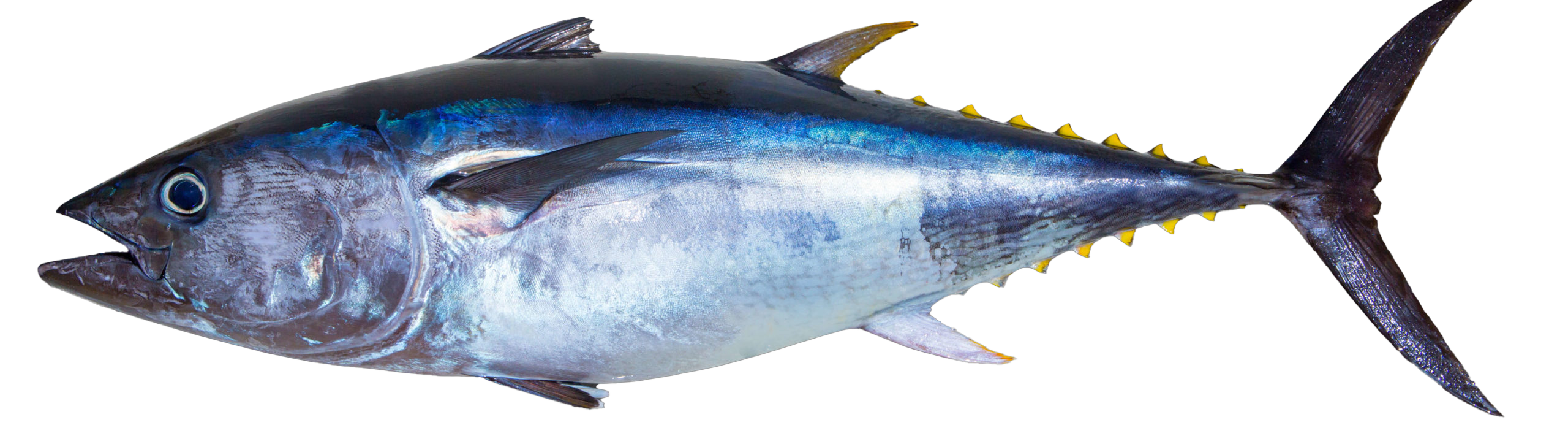Photo of Yellowfin Tuna