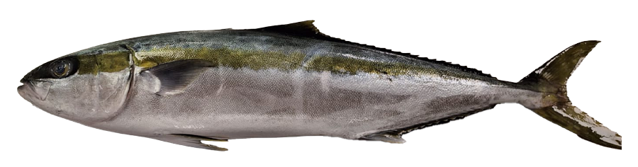 Photo of Yellowtail Tuna